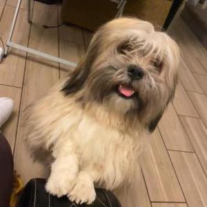2nd Image of Komochi, Lost Dog