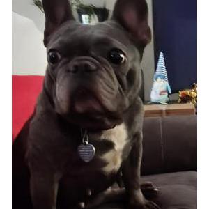 Image of Baby, Lost Dog