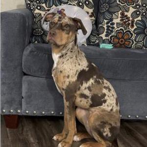 Image of REX, Lost Dog