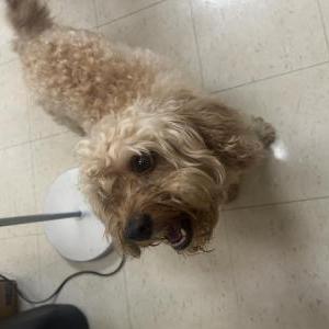 Image of unknown, Found Dog