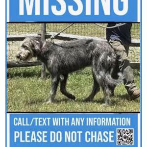Lost 1 Molly (New Jersey)