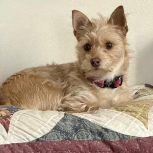 Lost 1 Mocha (CA)