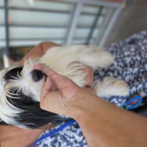 Image of White and black, Found Dog