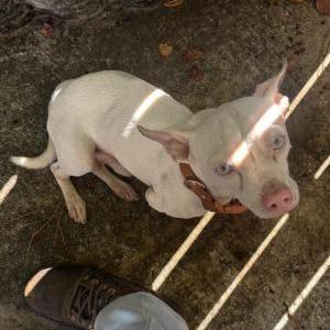 Image of Unknown, Lost Dog