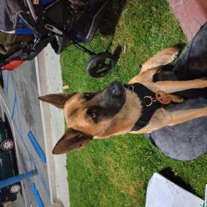 Image of Charlie, Lost Dog