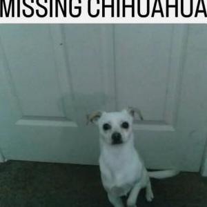 Image of Case, Lost Dog