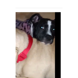 Image of Ny'Lah, Lost Dog
