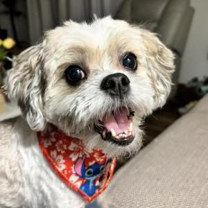 Image of Bear, Lost Dog