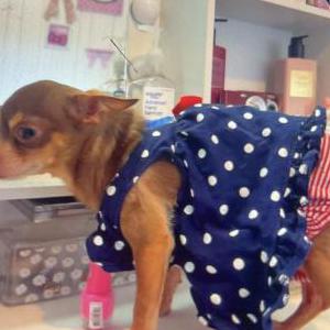 Image of Estrella, Lost Dog