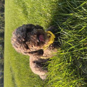 Image of Klaire, Lost Dog