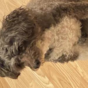 Image of Tinkerbell, Lost Dog