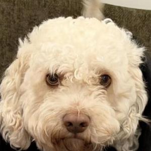 Image of Junior, Lost Dog