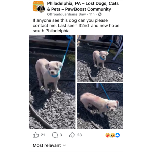 Image of Alu, Lost Dog