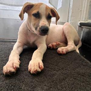 Lost Dog BIG BROTHER