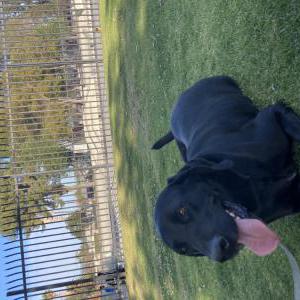 Image of Max, Lost Dog