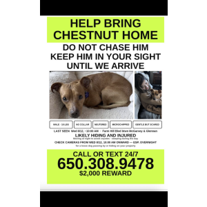 Lost 1 Chestnut (CA)