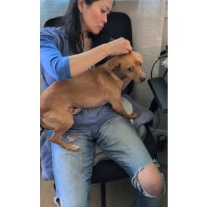 2nd Image of Chestnut, Lost Dog