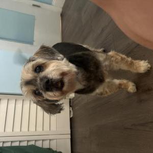 Image of unknown, Found Dog