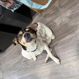 Image of Unknown, Found Dog