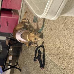 Image of Summer, Lost Dog