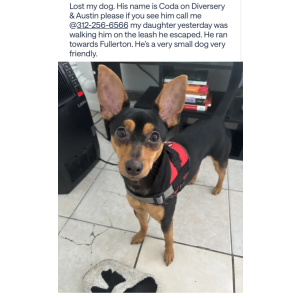 Image of Coda, Lost Dog