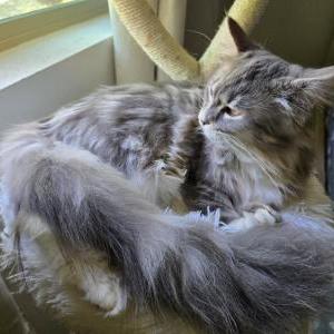 2nd Image of Stormcloud, Lost Cat