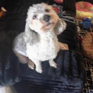 Lost 1 CHICO (California)
