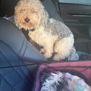 2nd Image of CHICO, Lost Dog