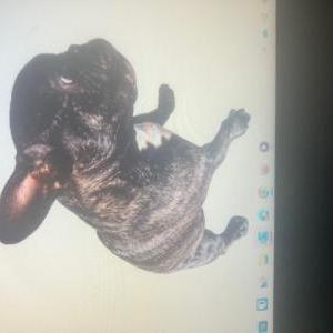 Lost 1 Greta (Maryland)