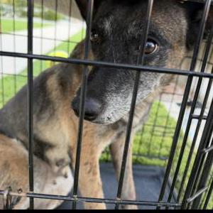 Image of Unknow, Found Dog