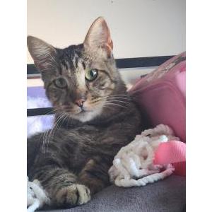 Image of Little Man, Lost Cat