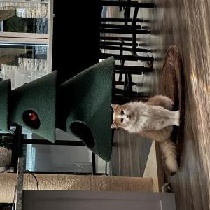 Lost 2 Oliver (Washington)