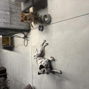 Image of I don’t know, Found Dog