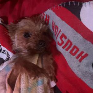 Image of Dior, Lost Dog