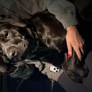 Image of unknown, Lost Dog