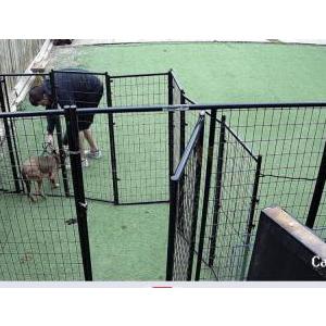 Image of Nuggh, Lost Dog