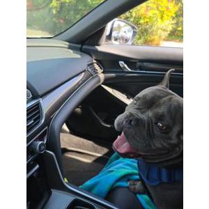 Image of Rocky, Found Dog