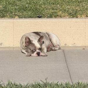 Image of Bleu, Lost Dog