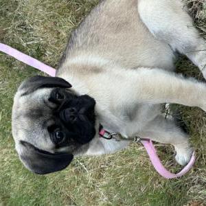 Lost 1 Junie (Oregon)