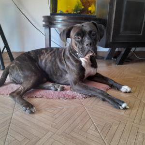 Image of Yanis alejandra, Lost Dog