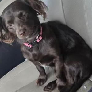 Image of Mocha, Lost Dog