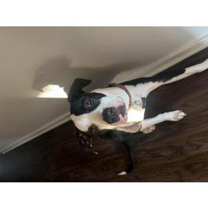 Image of Noir, Lost Dog