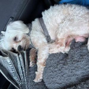 Image of Olaf, Lost Dog