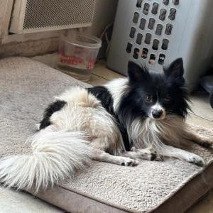 Image of Spot, Lost Dog