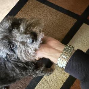 Image of Jasper, Lost Dog