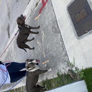 Image of 2 dogs, Found Dog