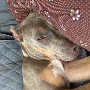 Image of Unknown, Found Dog