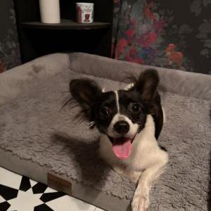 Image of unknown, Found Dog