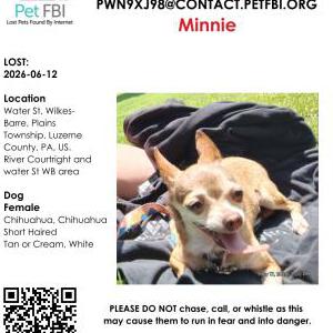 Image of Minnie, Lost Dog