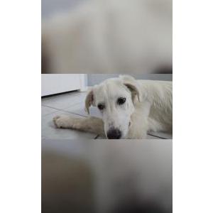 Image of unknown, Found Dog